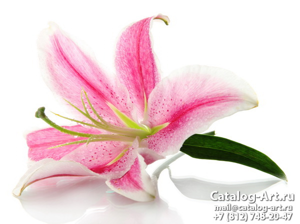 Pink lilies 29